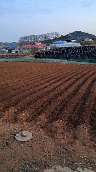 bpjh9173님의 감자 · 영농일지 작성글 사진