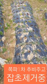 팜모닝 기타작물·영농일지 게시글 이미지