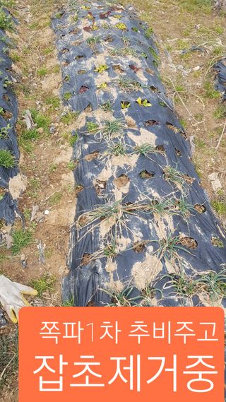 문재웅님의 기타작물 · 영농일지 작성글 사진