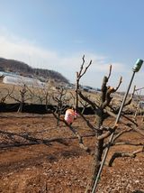 팜모닝 기타작물·영농일지 게시글 이미지