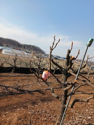 정순유님의 기타작물 · 영농일지 작성글 사진