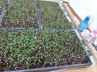 이진연님의 기타작물 · 영농일지 작성글 사진