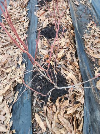 벽창호(죽동농부)님의 블루베리 · 영농일지 작성글 사진