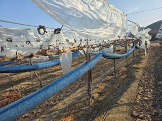 전은식님의 포도 · 영농일지 작성글 사진