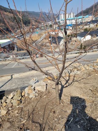 김용대님의 기타작물 · 영농일지 작성글 사진