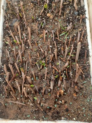 무료지식나눔 팜닥터님의 기타작물 · 영농일지 작성글 사진