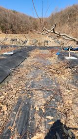 팜모닝 복숭아·영농일지 게시글 이미지