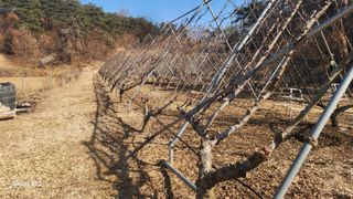 김준한님의 기타작물 · 영농일지 작성글 사진