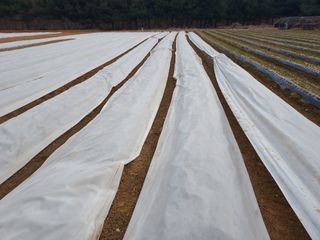 태일농산이정수님의 기타작물 · 영농일지 작성글 사진