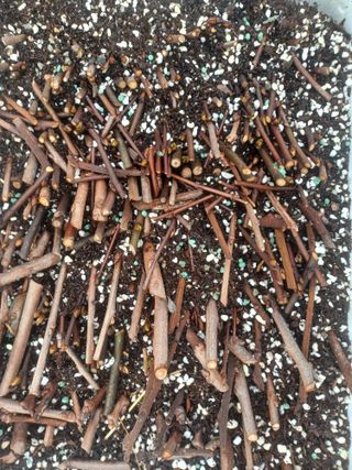 무료지식나눔 팜닥터님의 기타작물 · 영농일지 작성글 사진