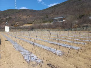손 무현님의 기타작물 · 영농일지 작성글 사진
