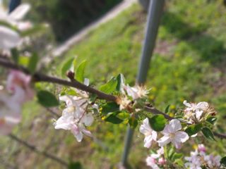 이진연님의 기타작물 · 영농일지 작성글 사진