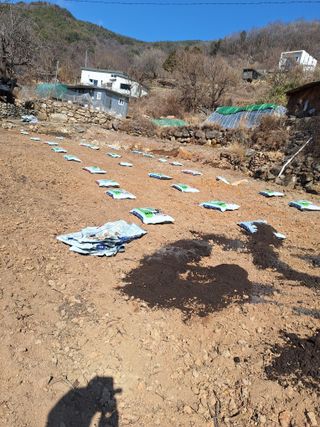 한정술님의 고구마 · 영농일지 작성글 사진