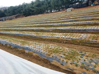 태일농산이정수님의 기타작물 · 영농일지 작성글 사진