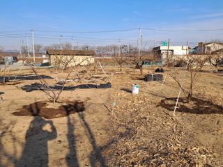 살구장수님의 기타작물 · 영농일지 작성글 사진