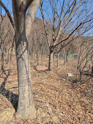 기중권님의 기타작물 · 영농일지 작성글 사진