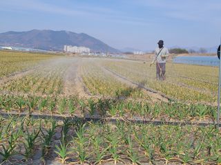서정욱님의 마늘 · 영농일지 작성글 사진