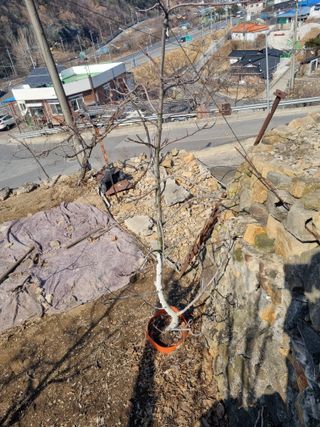 김용대님의 기타작물 · 영농일지 작성글 사진