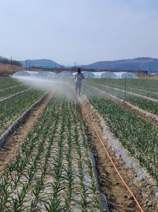 서정욱님의 마늘 · 영농일지 작성글 사진