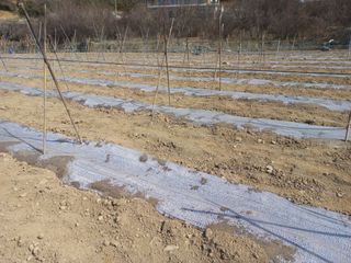 손 무현님의 기타작물 · 영농일지 작성글 사진