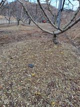 팜모닝 복숭아·영농일지 게시글 이미지