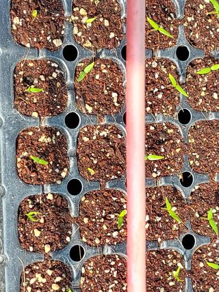 장순자님의 기타작물 · 영농일지 작성글 사진