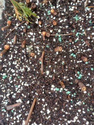 무료지식나눔 팜닥터님의 기타작물 · 영농일지 작성글 사진