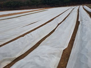 태일농산이정수님의 기타작물 · 영농일지 작성글 사진