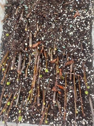 무료지식나눔 팜닥터님의 기타작물 · 영농일지 작성글 사진