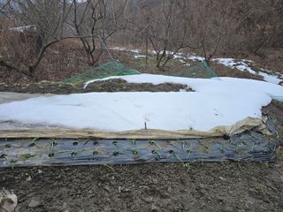 김대기님의 기타작물 · 영농일지 작성글 사진