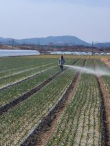 팜모닝 마늘·영농일지 게시글 이미지