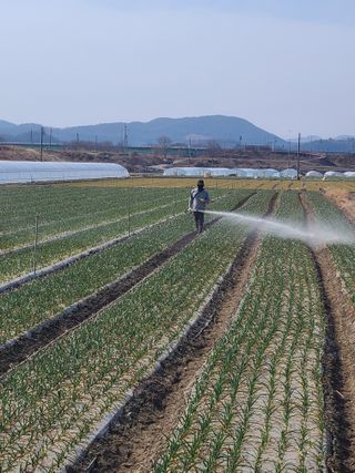 서정욱님의 마늘 · 영농일지 작성글 사진