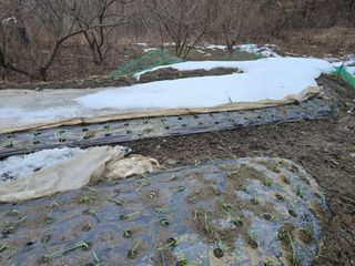 김대기님의 기타작물 · 영농일지 작성글 사진