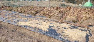 김영규님의 기타작물 · 영농일지 작성글 사진