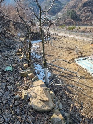 김용대님의 기타작물 · 영농일지 작성글 사진