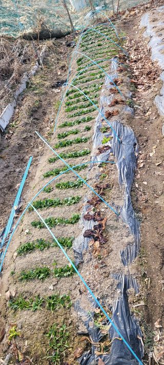 김영규님의 기타작물 · 영농일지 작성글 사진