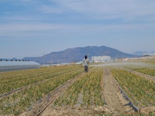 서정욱님의 마늘 · 영농일지 작성글 사진