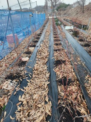 벽창호(죽동농부)님의 블루베리 · 영농일지 작성글 사진