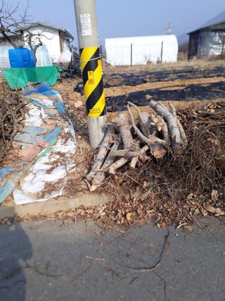 최명진님의 기타작물 · 영농일지 작성글 사진