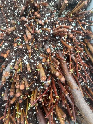 무료지식나눔 팜닥터님의 기타작물 · 영농일지 작성글 사진