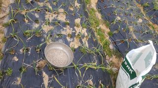 문재웅님의 기타작물 · 영농일지 작성글 사진