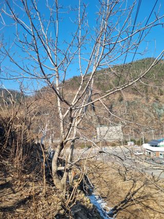 김용대님의 기타작물 · 영농일지 작성글 사진