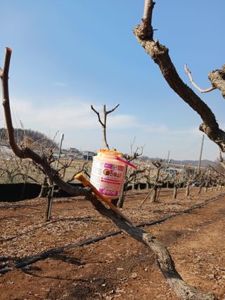 정순유님의 기타작물 · 영농일지 작성글 사진