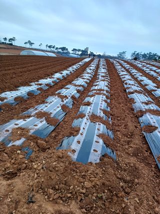 결단이님의 기타작물 · 영농일지 작성글 사진