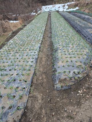 김대기님의 기타작물 · 영농일지 작성글 사진