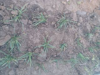 무료지식나눔 팜닥터님의 기타작물 · 영농일지 작성글 사진