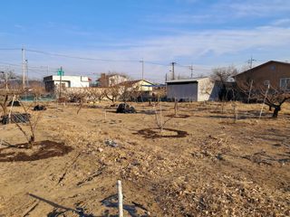 살구장수님의 기타작물 · 영농일지 작성글 사진