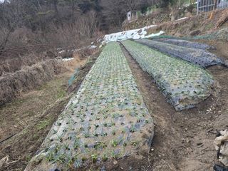 김대기님의 기타작물 · 영농일지 작성글 사진