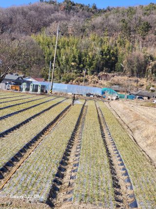 박종권님의 마늘 · 영농일지 작성글 사진