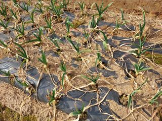 태일농산이정수님의 기타작물 · 영농일지 작성글 사진